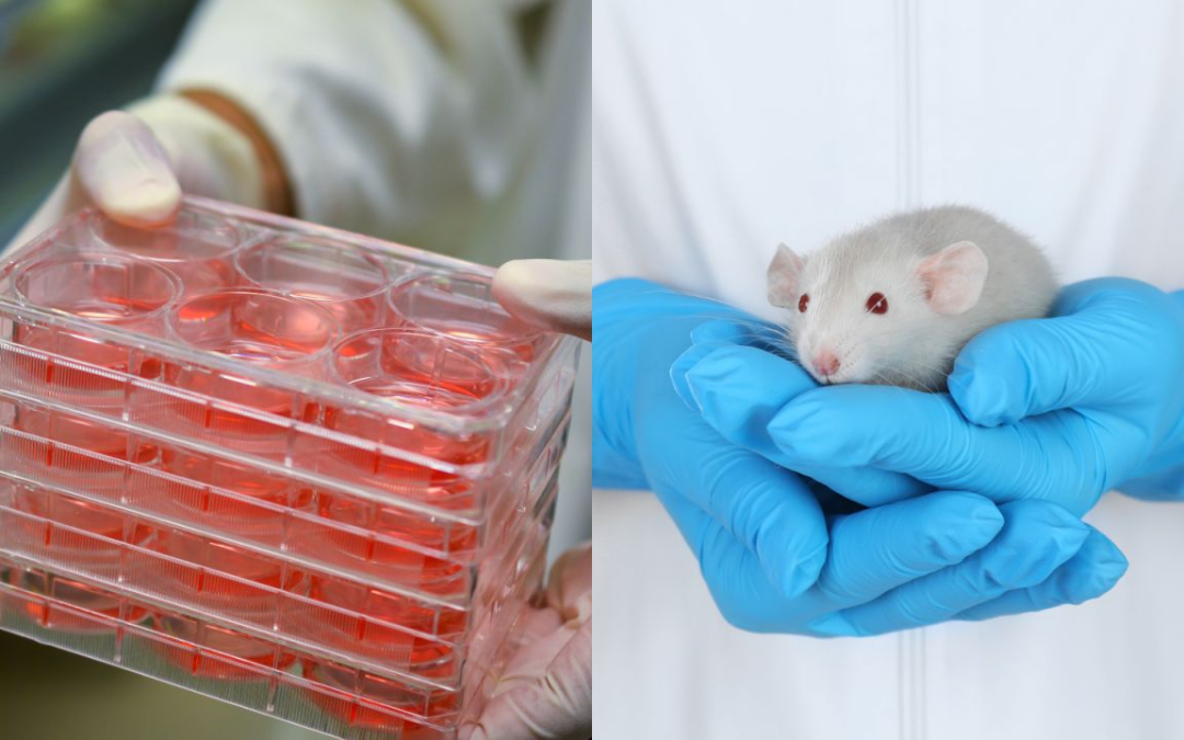 NC3Rs case study highlights Sansanima’s animal free testing